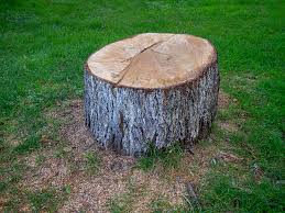 Trusted Marysville, CA Tree Care Experts