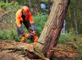 Best Tree Disease Treatment  in Marysville, CA