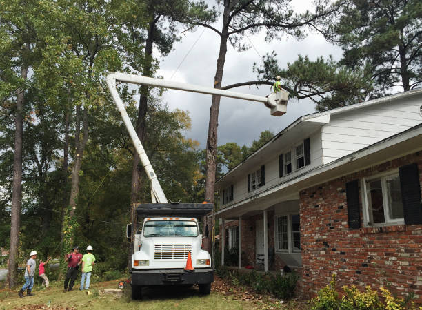 Leaf Removal in Marysville, CA