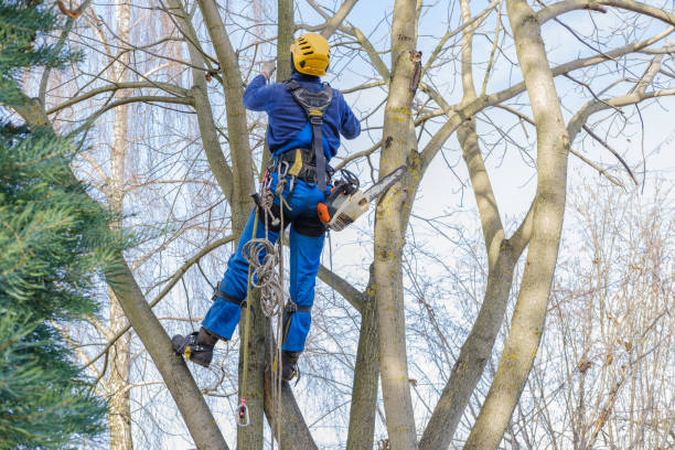 Best Tree Mulching  in Marysville, CA