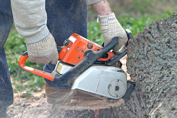 Best Lawn Disease Treatment  in Marysville, CA