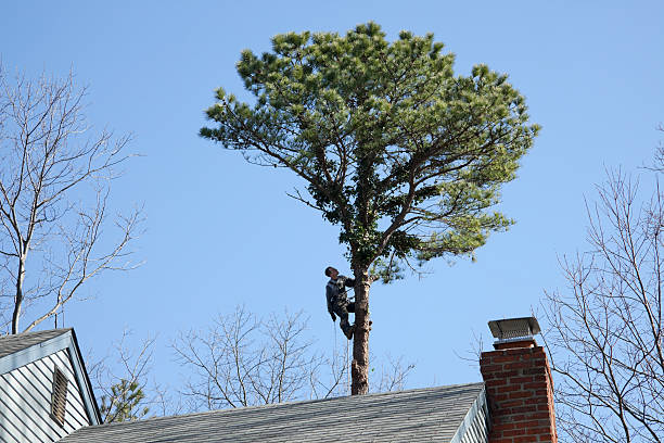 Best Storm Damage Tree Cleanup  in Marysville, CA