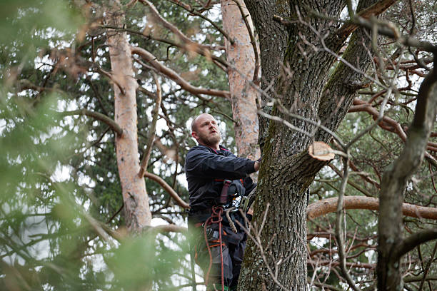 Best Tree and Shrub Care  in Marysville, CA