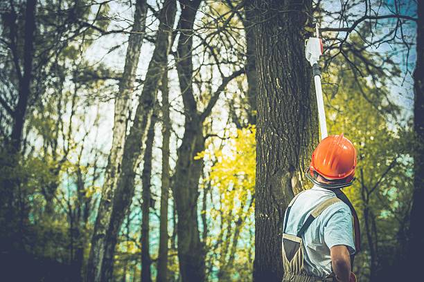 Best Lot and Land Clearing  in Marysville, CA