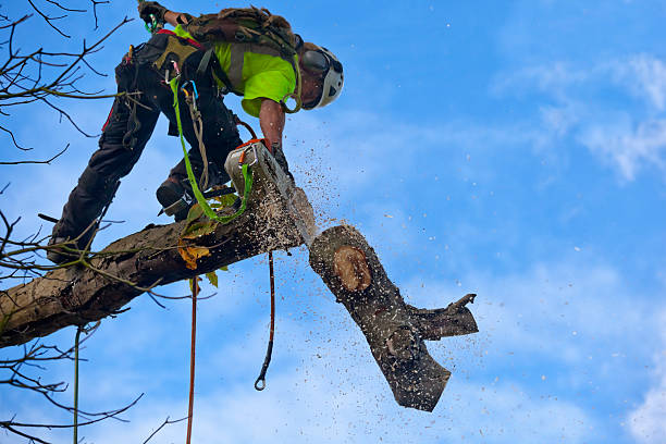 Best Hedge Trimming  in Marysville, CA