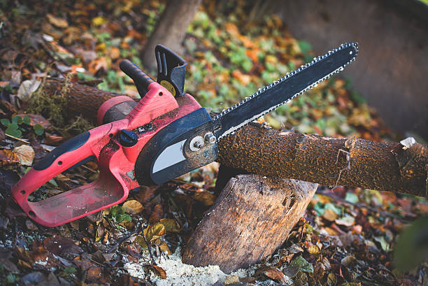 Best Stump Grinding and Removal  in Marysville, CA