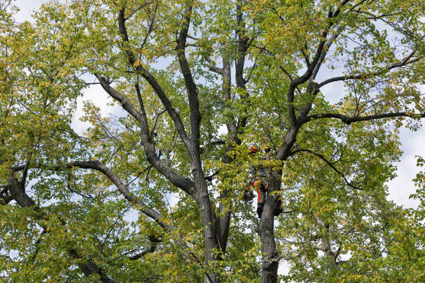 Best Tree Removal  in Marysville, CA